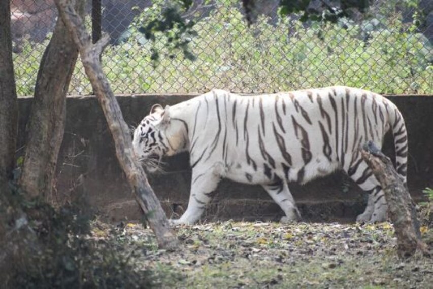 Nandankanan Zoological Park-4